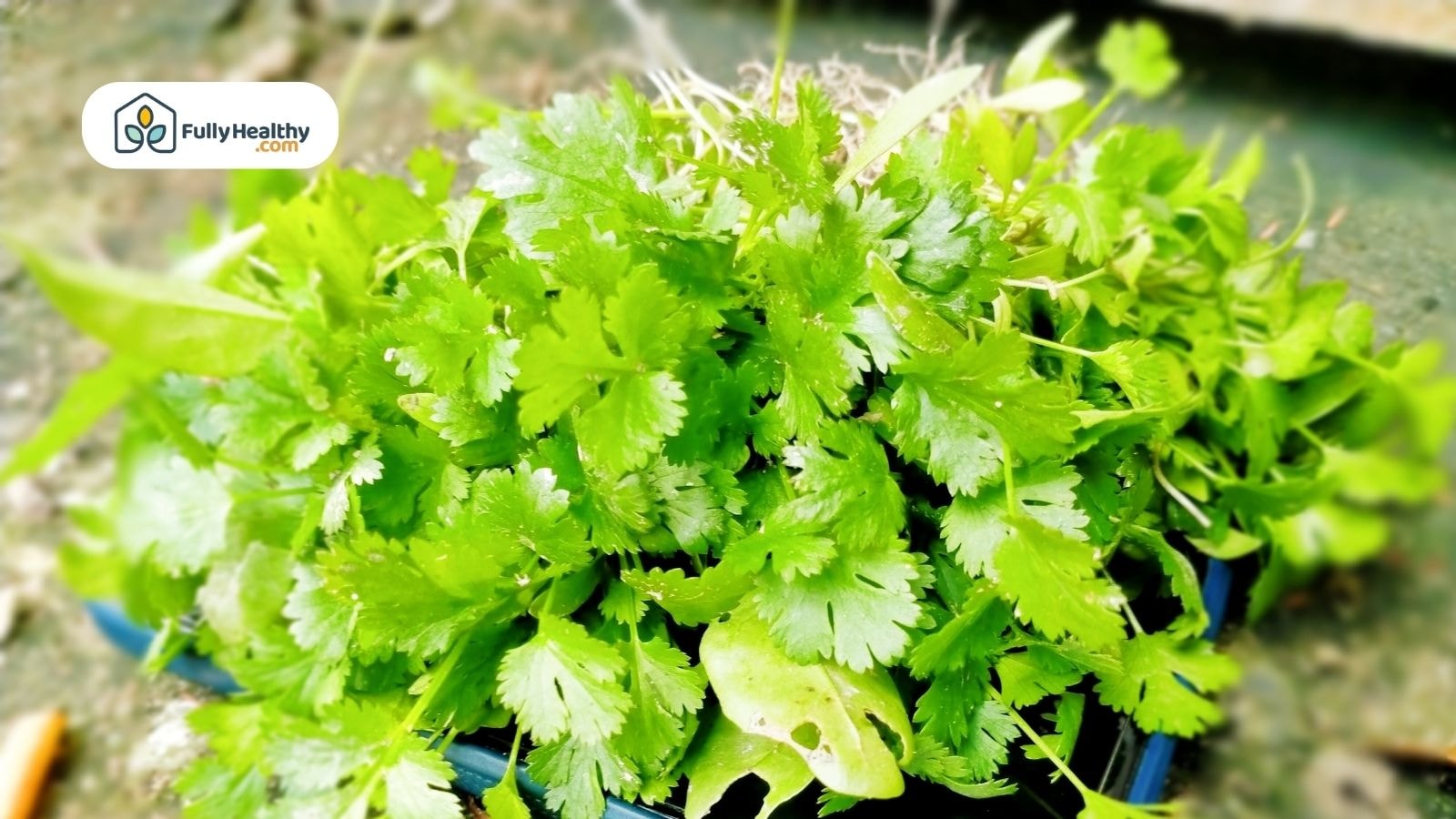 Fresh green cilantro leaves growing in a small garden container