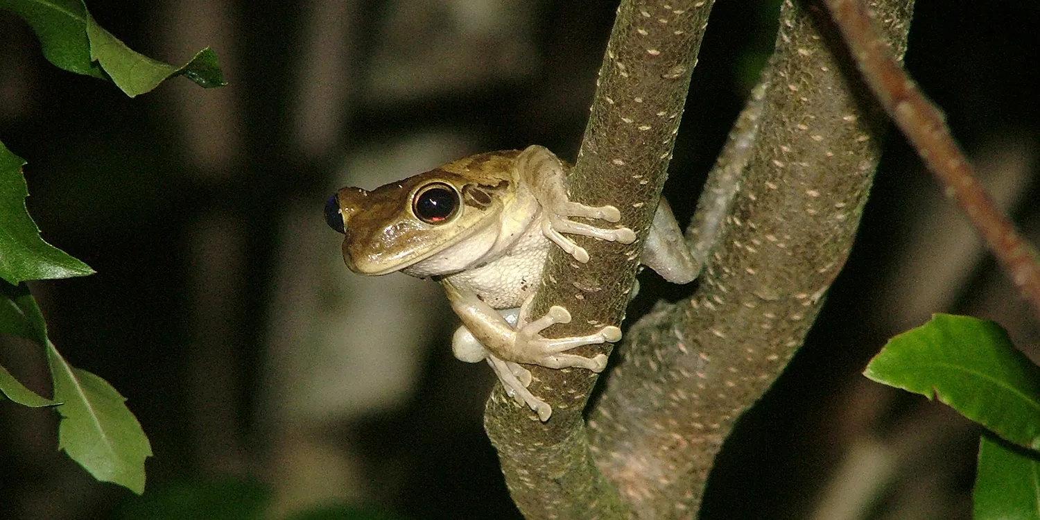 Invasive Cuban Tree Frog