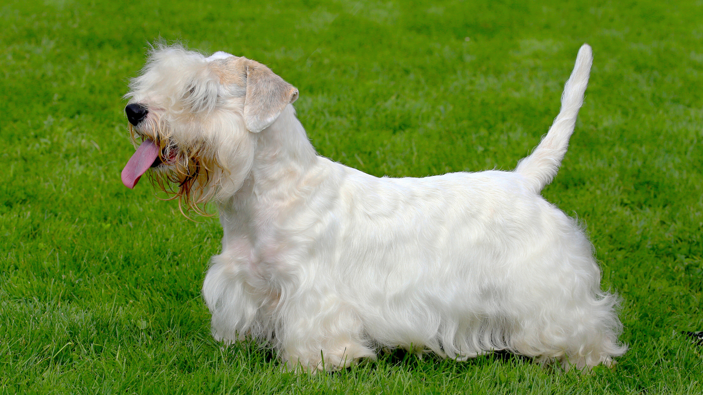 A side view of the Sealyham with an alert tail