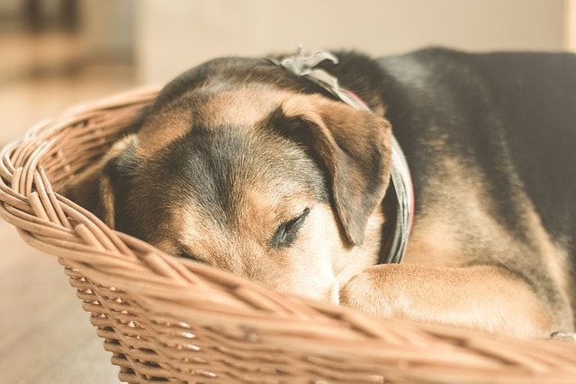 animal, basket, cozy