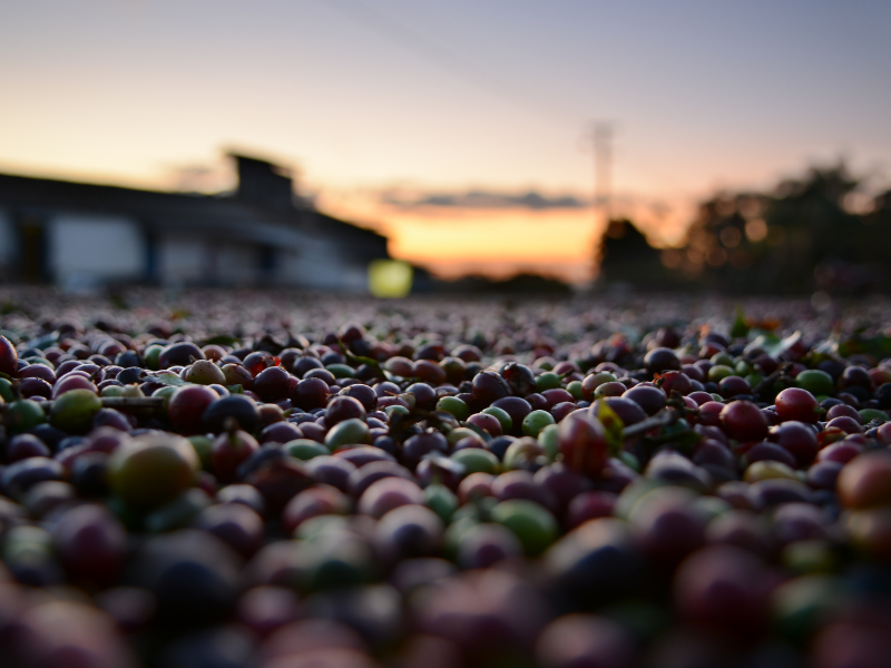 Plantação e terreiro de secagem de grãos de café. Imagem: Young_n de pixabay - Canva.