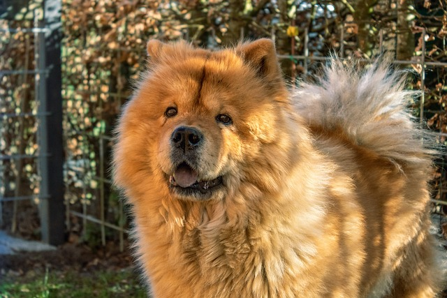 Is A Chow Chow Aggressive?