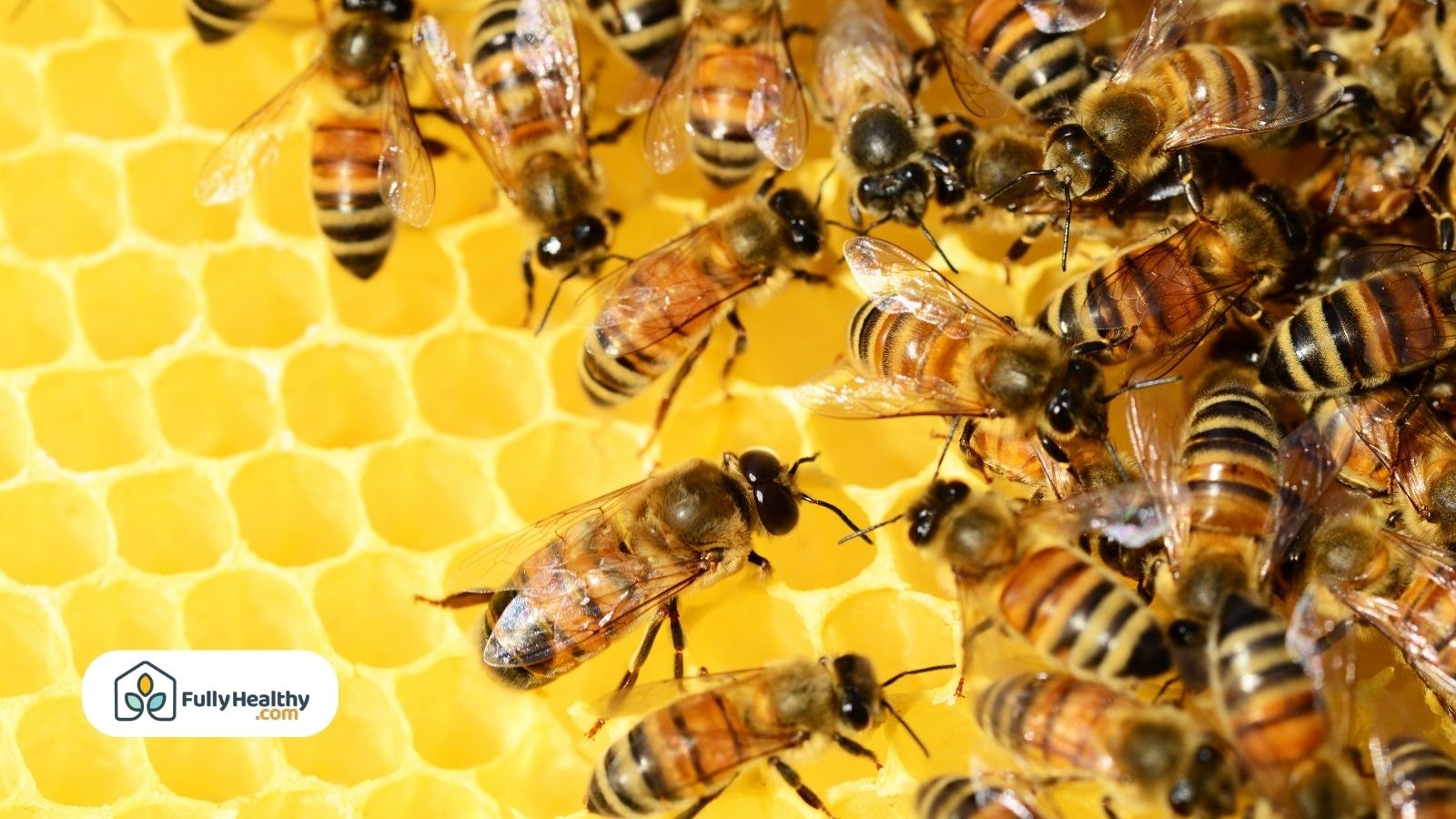 Cluster of honey bees gathering on bright yellow honeycomb cells