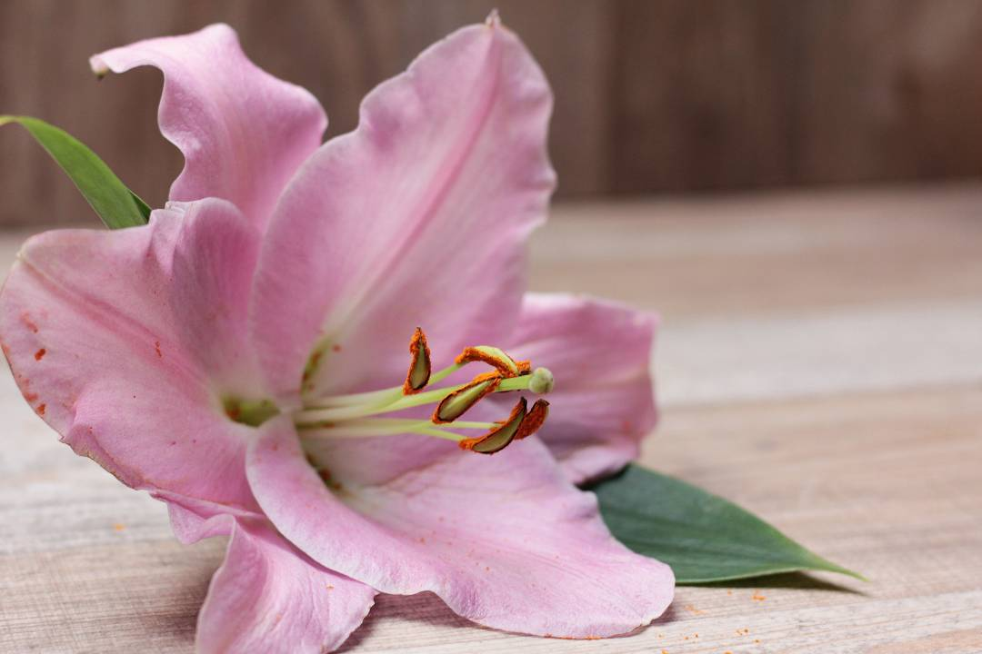Pink lily available mid to late summer, fragrant flowers, types of lilies, trumpet lilies, types of lilies - Flower Guy