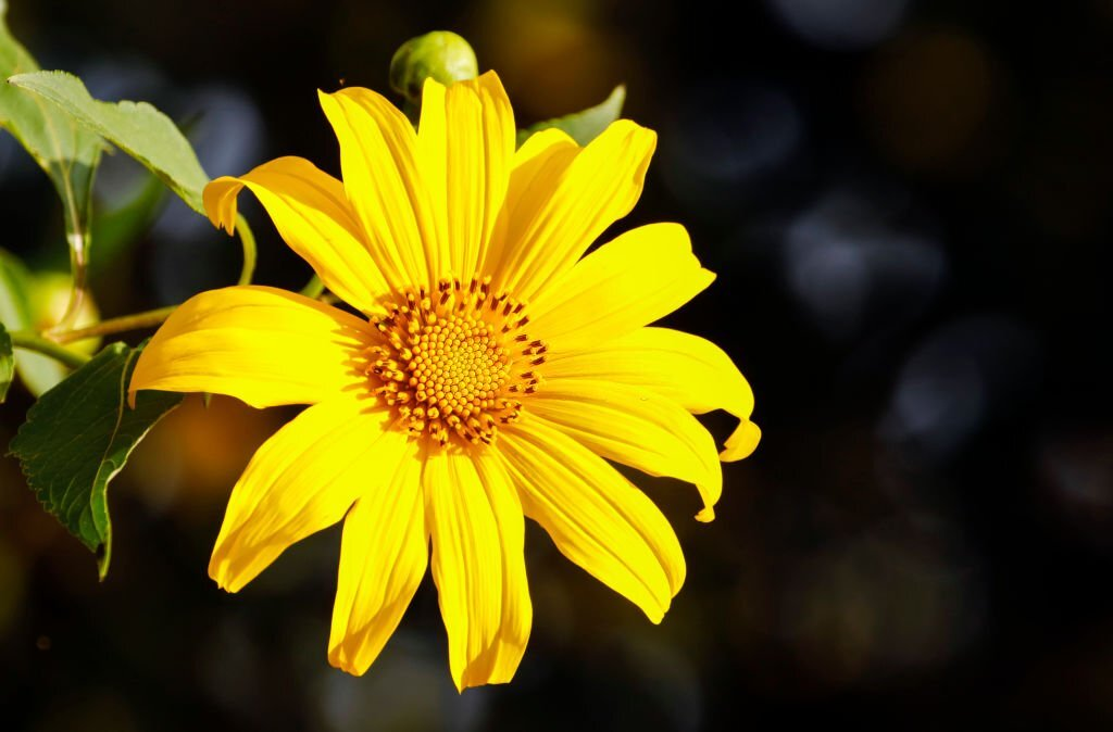 🌼Marvelous Flowers that Start with M