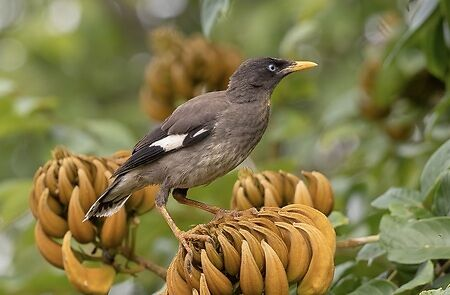 Jungle Myna bird, Fiji Vacation