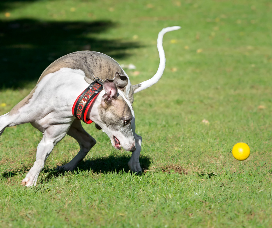 A Whippet exercising by playing flyball
