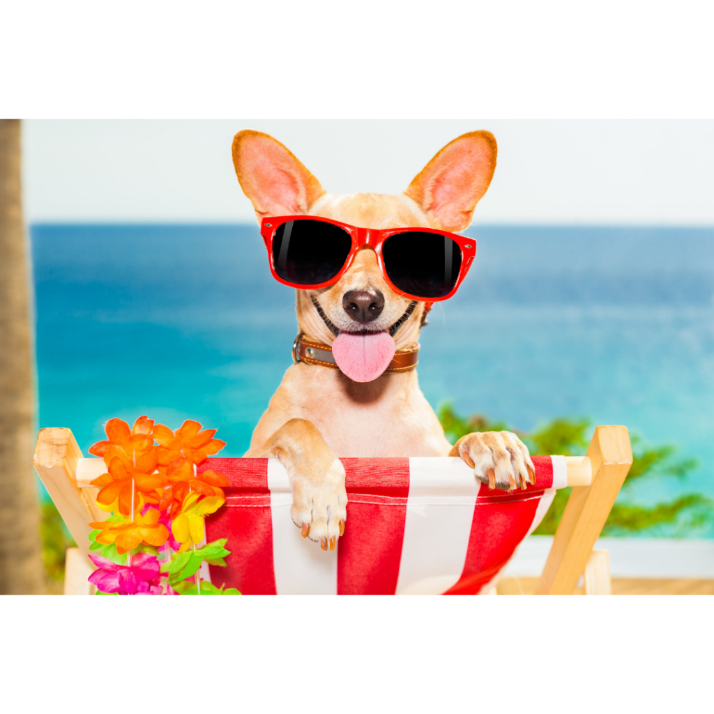 Picture of dog with sunglasses on beach chair