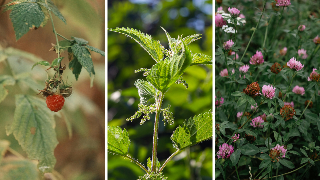 Herbs for herbal tea focused on menstrual discomfort