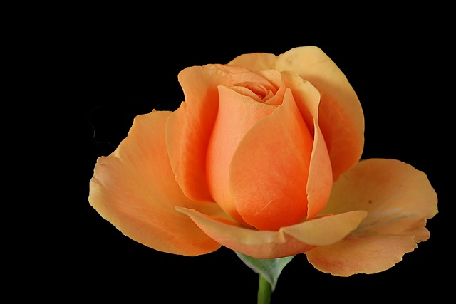 rose, orange, blossom