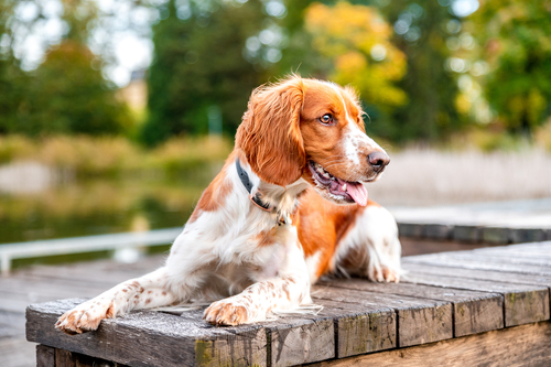 A Welshie laying on a bench