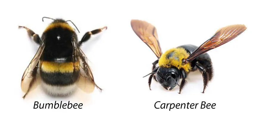 An image comparing the physical differences between a bumblebee and carpenter bee.