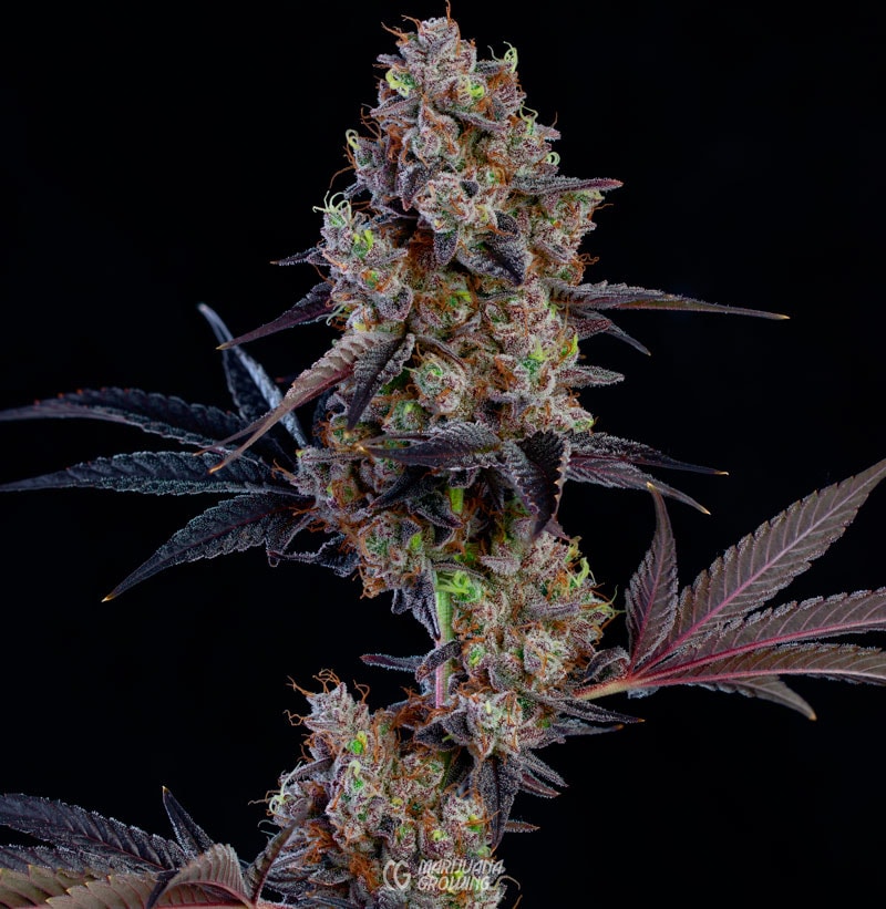 A THC-dominant flower from the cannabis strain known as GMO.