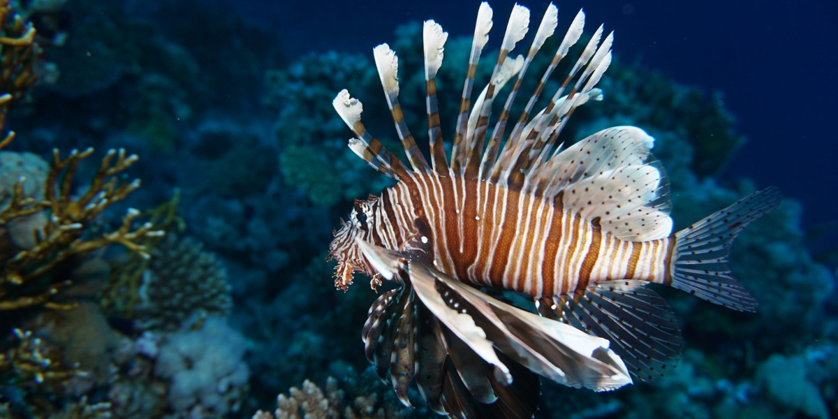 common deadliest animals in the ocean