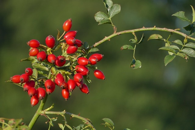 rosehip dog