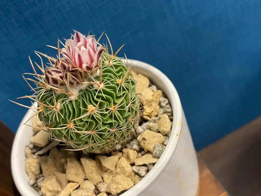 Ultimate Guide to Growing a Brain Cactus Indoors - HouseplantJoy.com