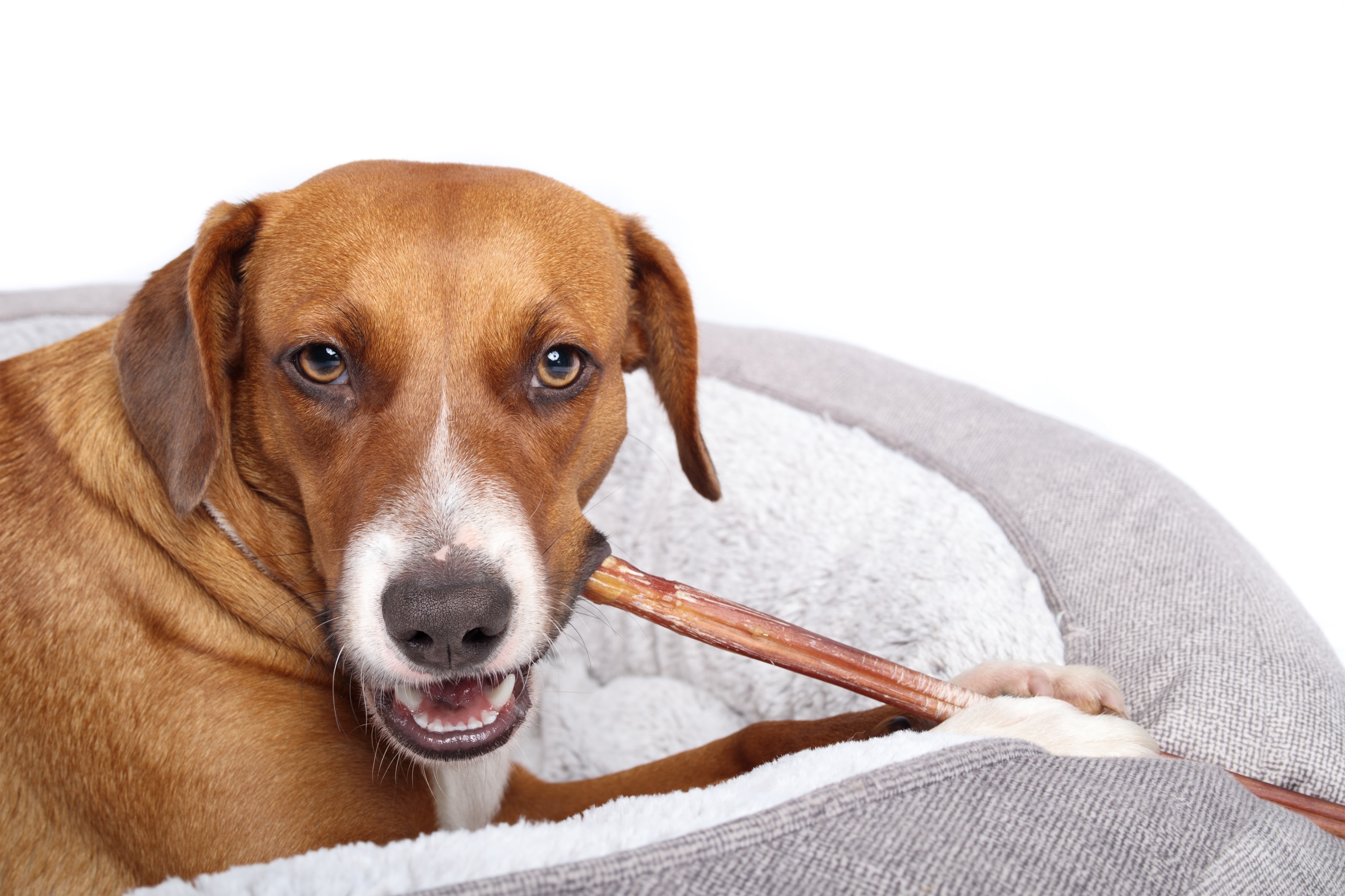 A dog showing its healthy teeth after chewing on beef pizzles.