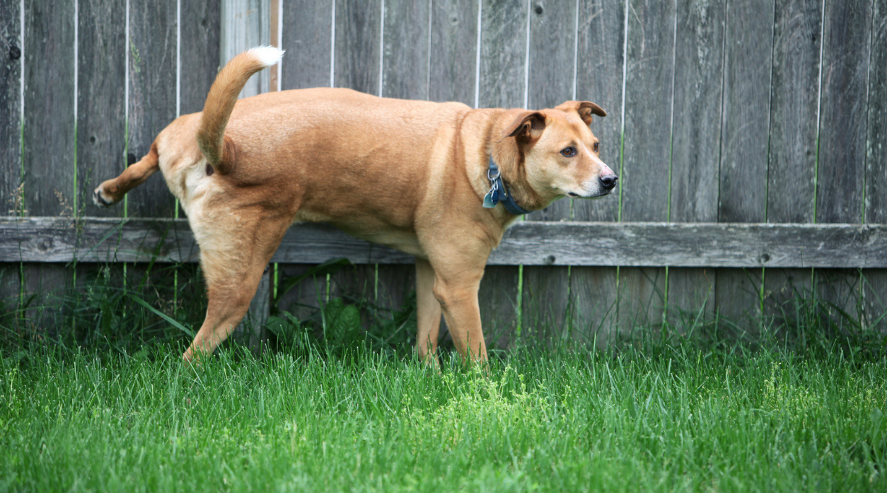 dog peeing in back yard