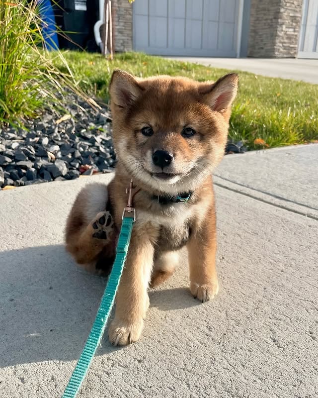 shiba inu 