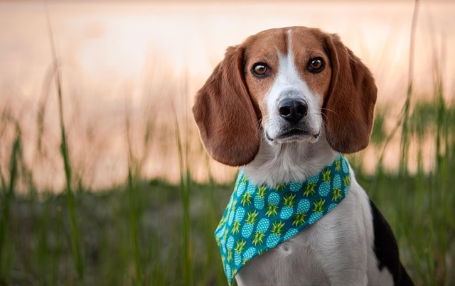 dog, beagle, american kennel club, canadian kennel club, detection, dwarf beagle, england, english beagle, foxhound, friend, hard coat, hunting hare, north country beagle, animal, short haired dog, southern hound, pet, talbot hound, tracking instincts, westminster kennel club