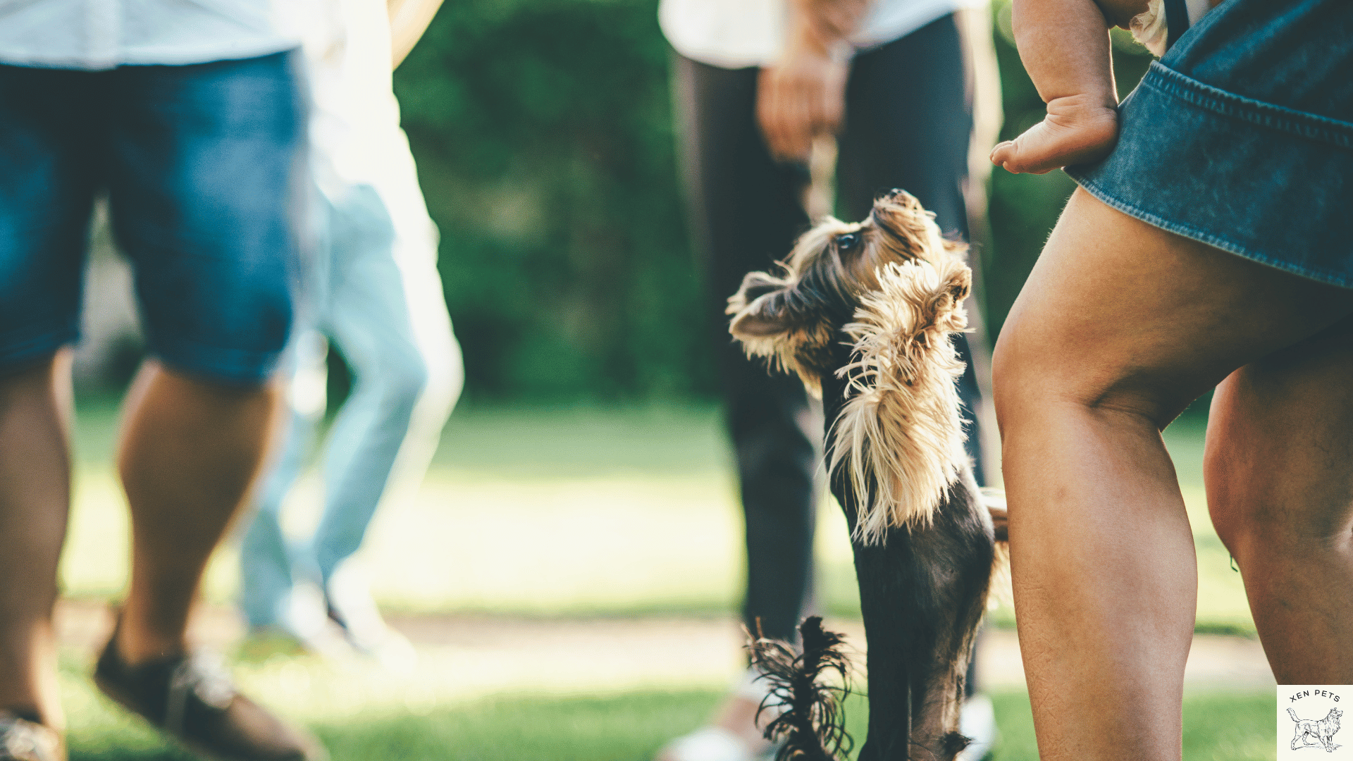 How to train a dog not to jump