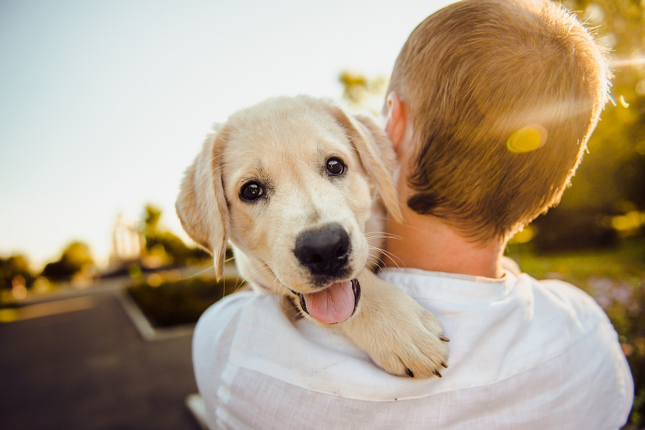 Trazodone for Dogs