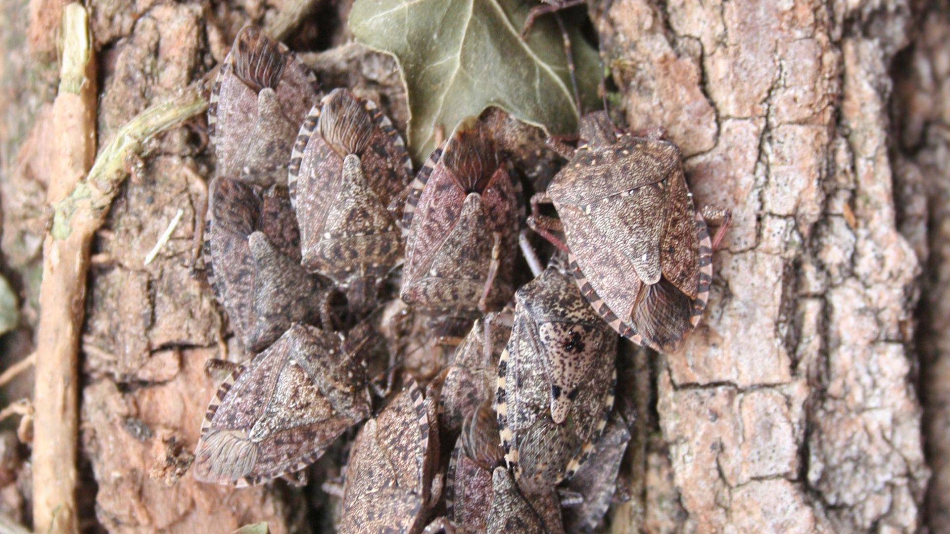 An image of several stink bugs congretating on the bark of a tree. 