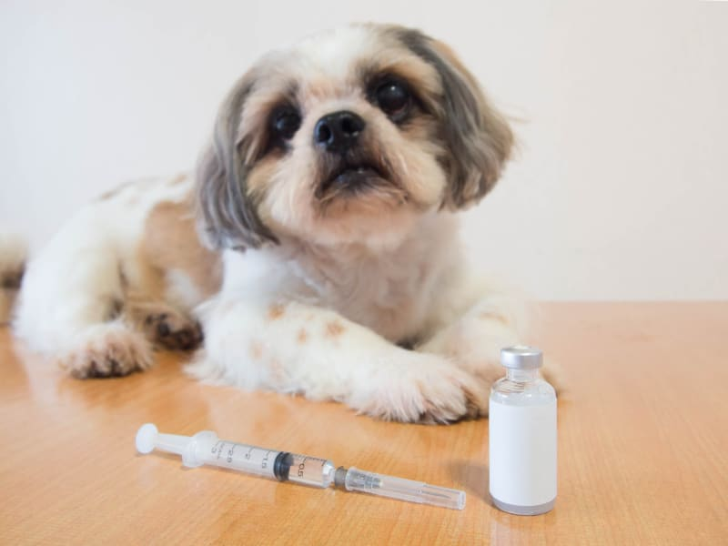 c9732977 5248 408f 9338 64a797100e42 Is DHPP Vaccine Necessary For Dogs? The Fact and Side Effect