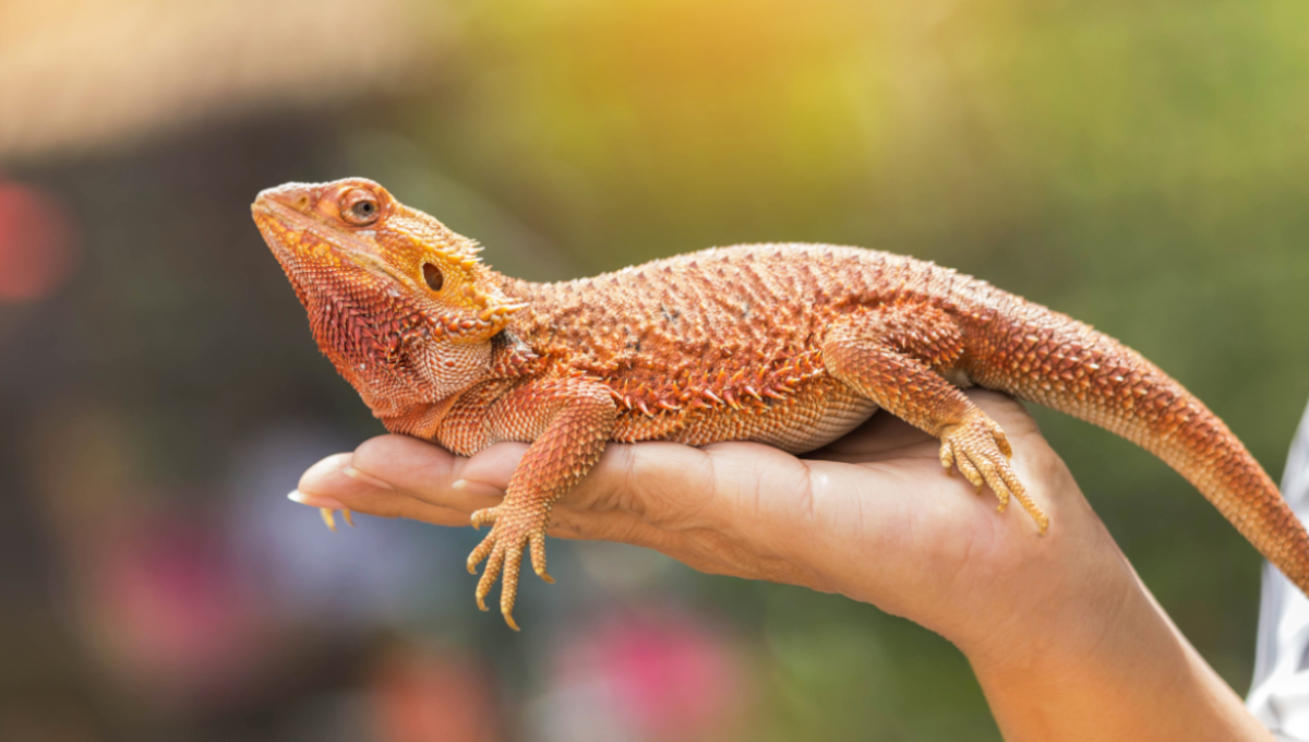 bearded dragon lands