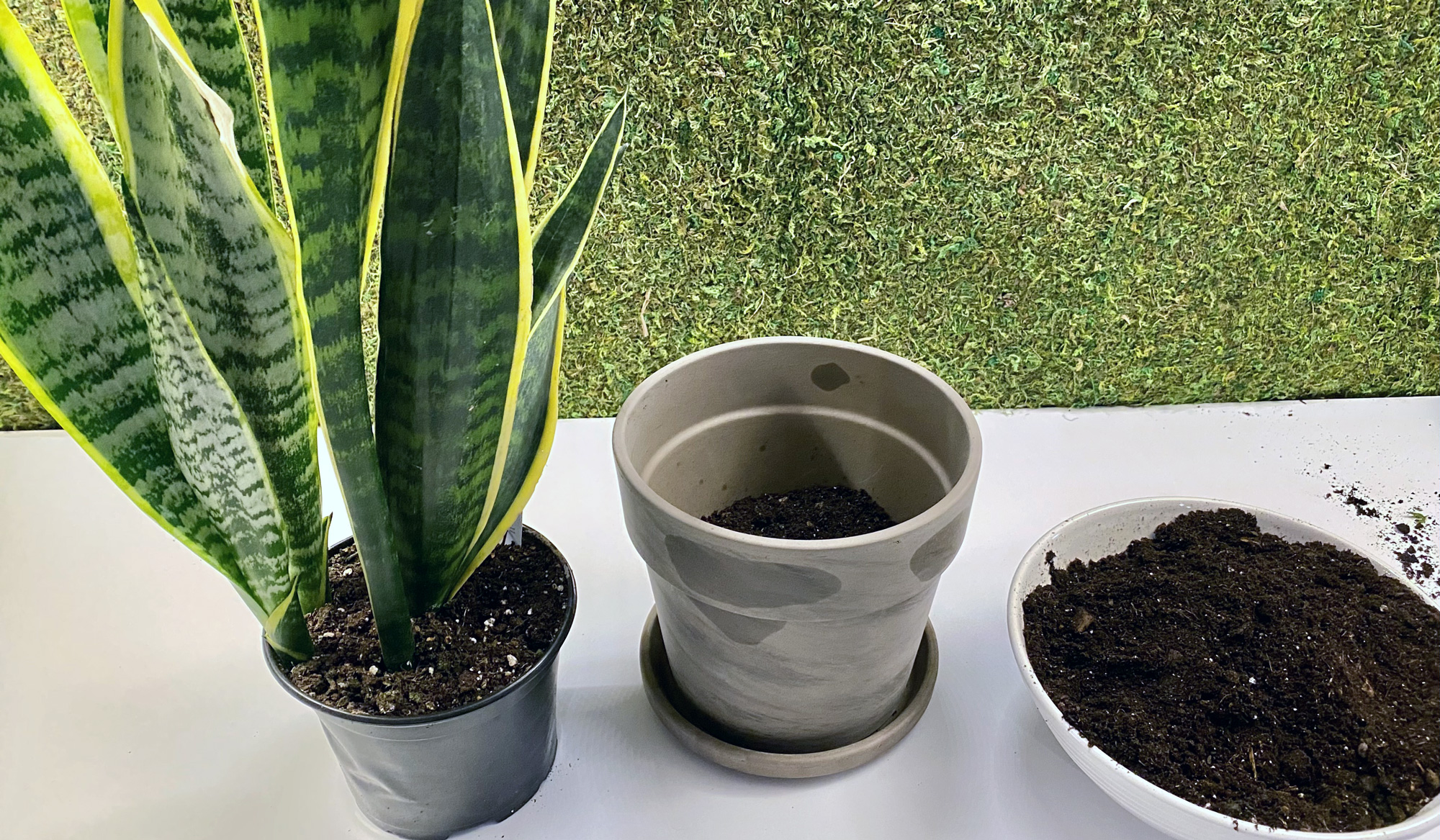 material, Best Pot for Snake Plant