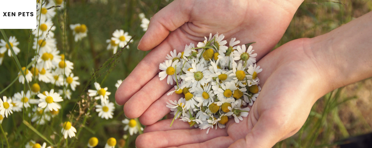 Can Dogs Eat Chamomile