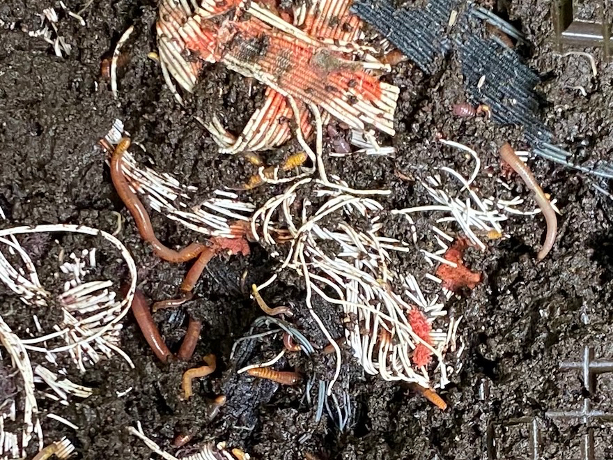 worms eating a cotton bra in a worm farm