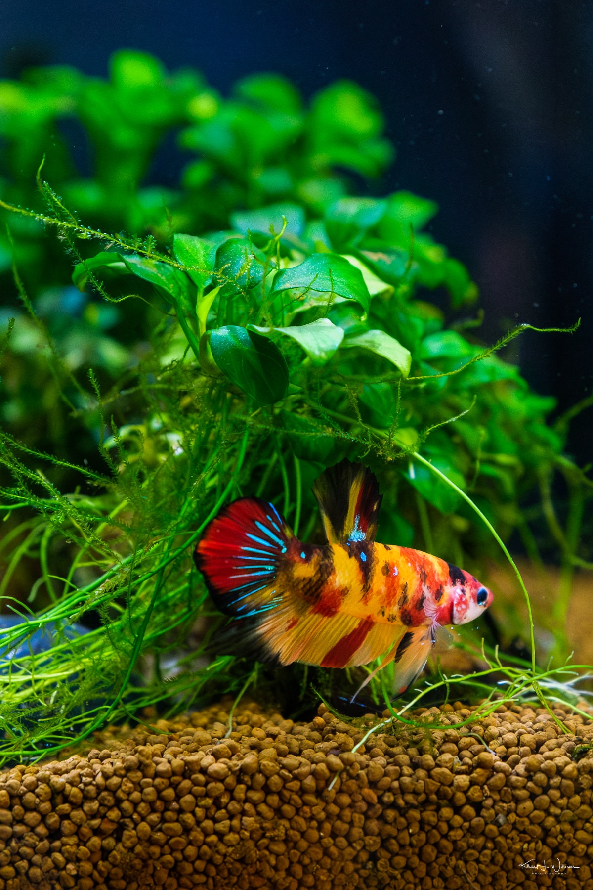 Introducing new fish can also increase ammonia levels