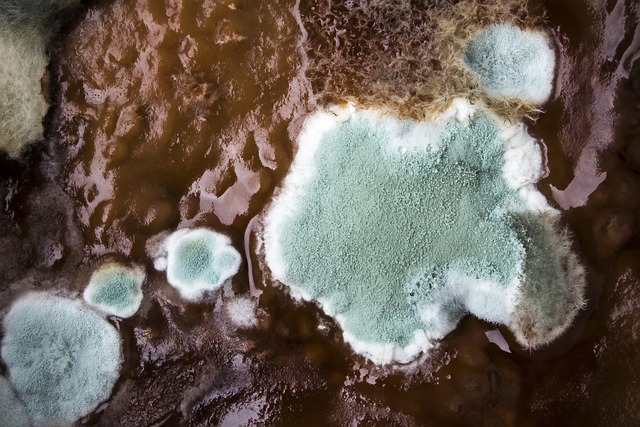 What Happens if You Inhale Mold