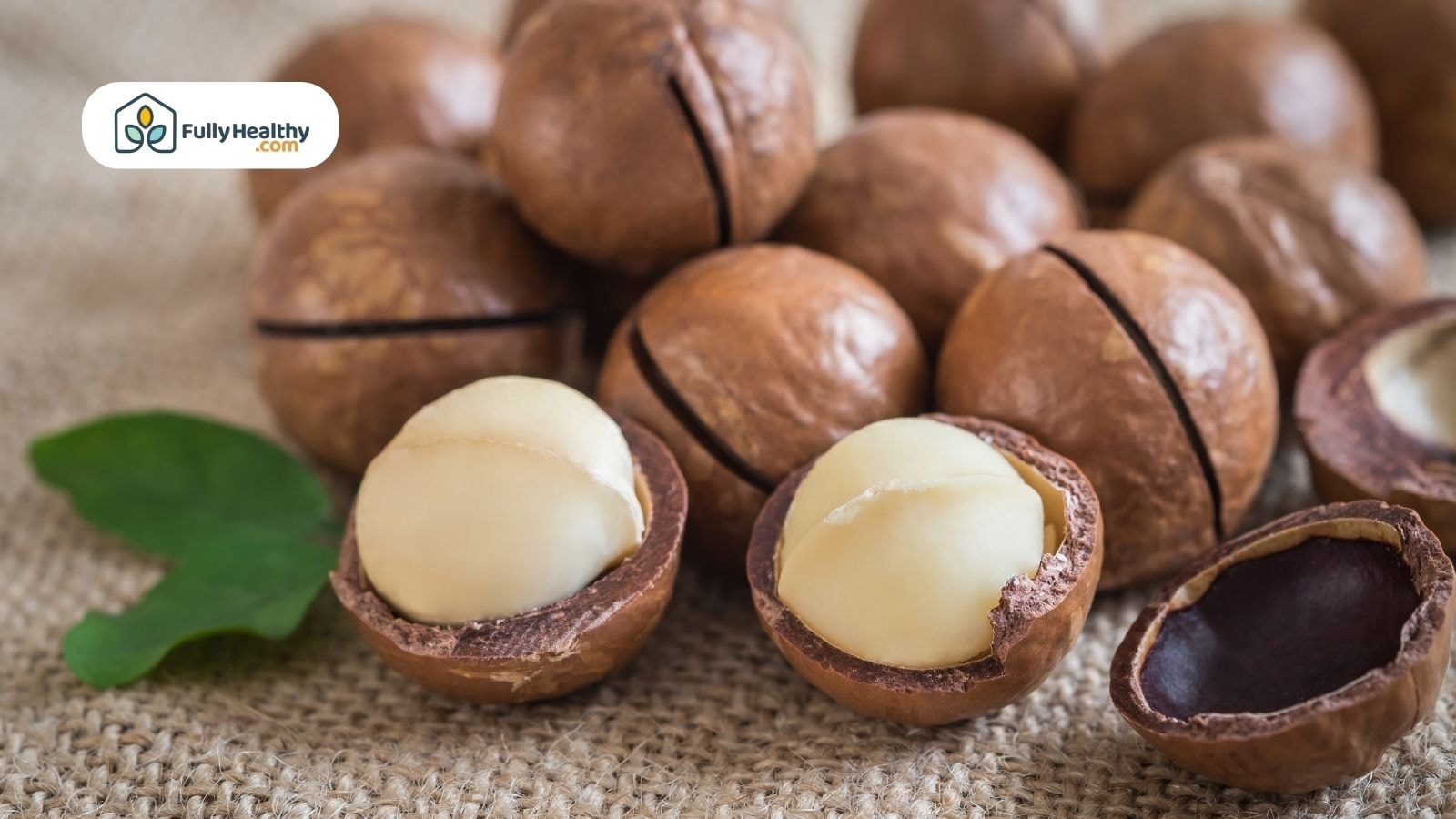 Shelled and unshelled macadamia nuts with green leaf on burlap background