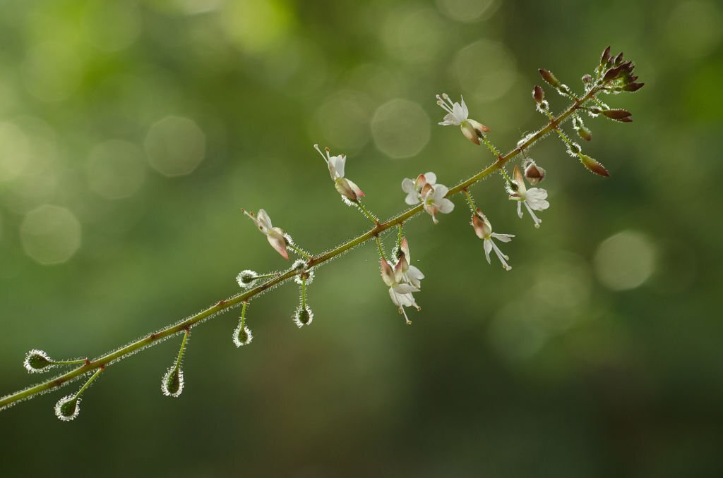Enchanter's Nightshade