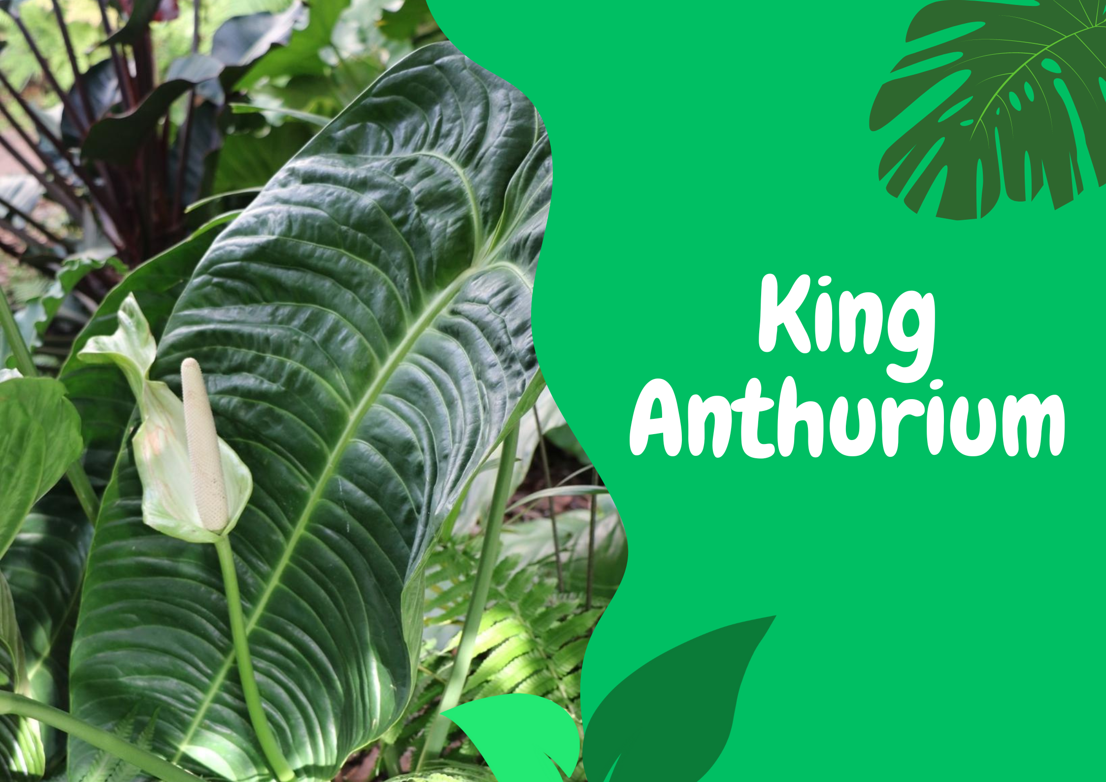 king anthurium