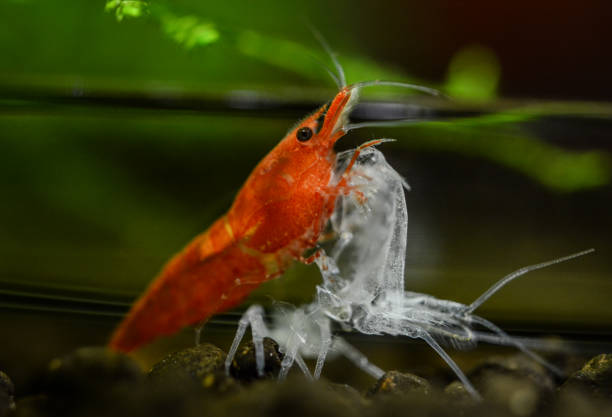 the cherry shrimp that is molting