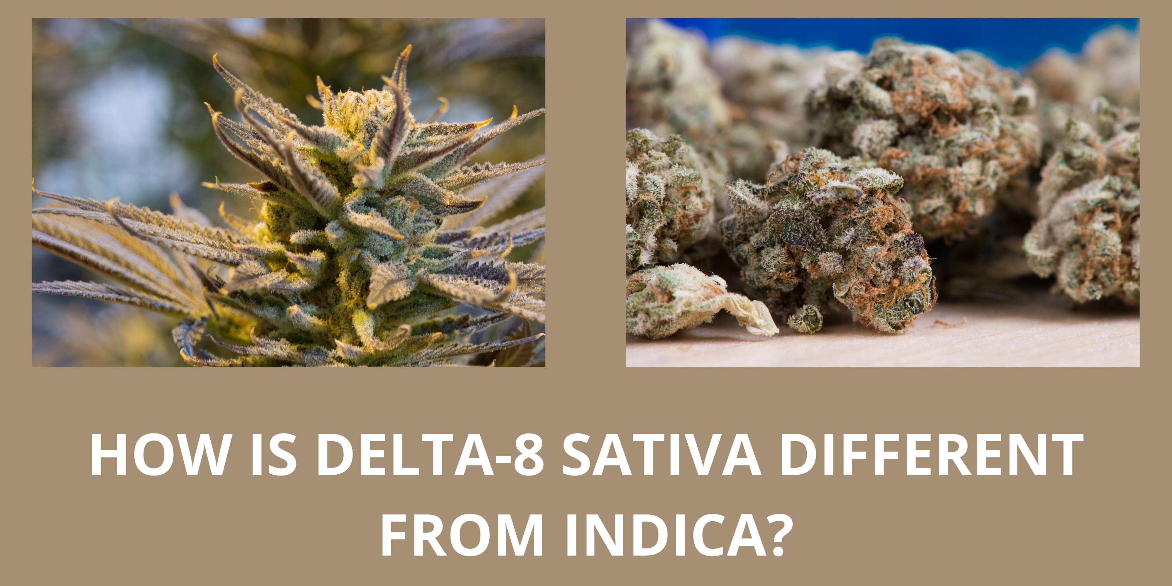 featured image of blog article about how is delta-8 sativa different from indica?