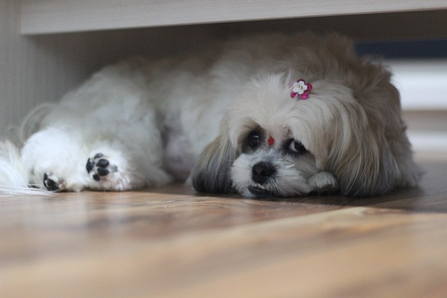 pet, shih tzus, dog, chinese royalty dog, many pet parents love shih tzus, wonderful family pet