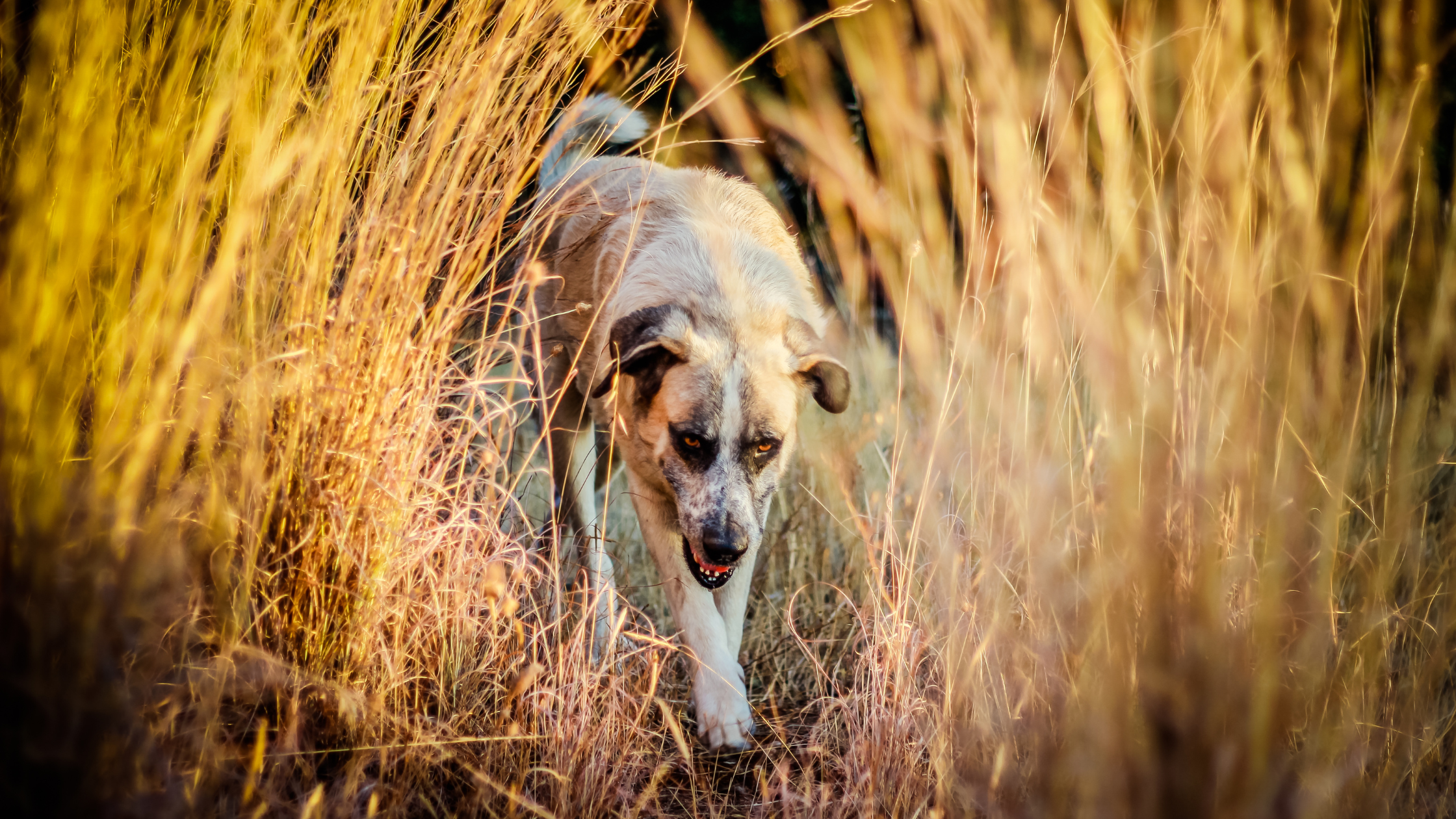 A Rafeiro do Alentejo walking through tall grass