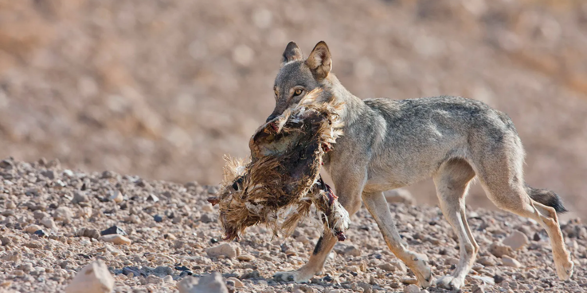 interesting animals in dubai