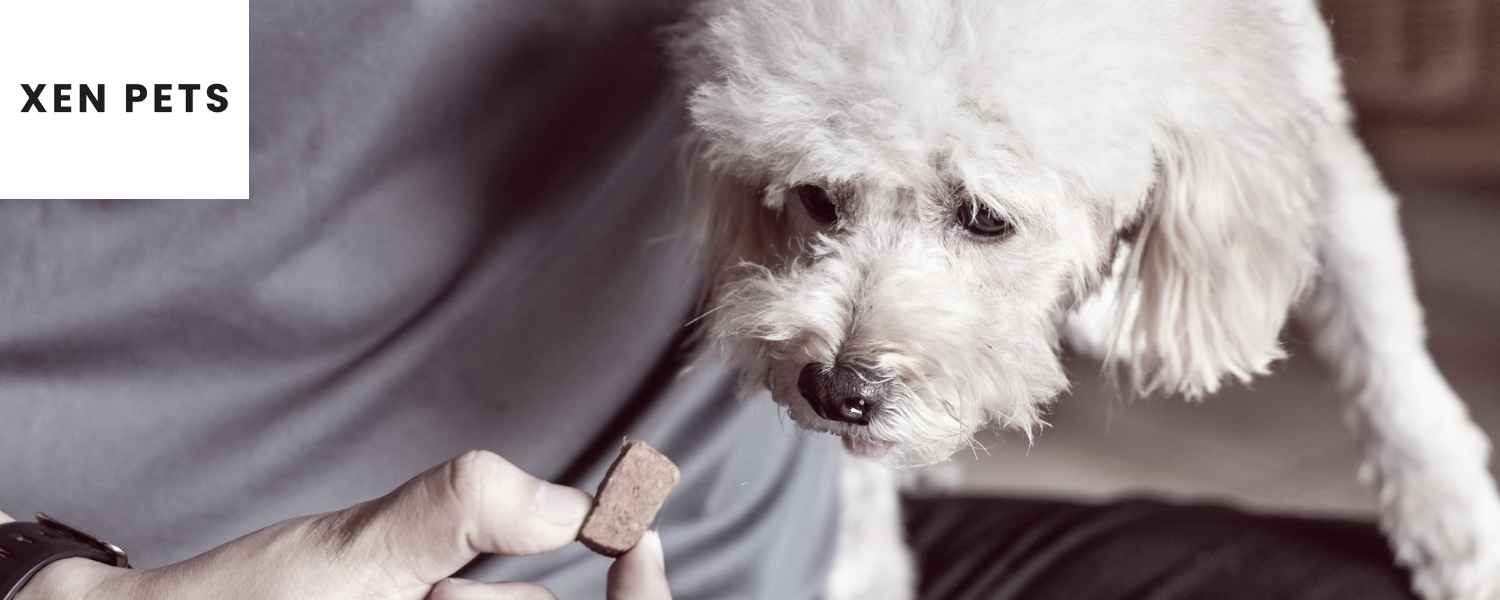 Benefits of Glucosamine for Dogs