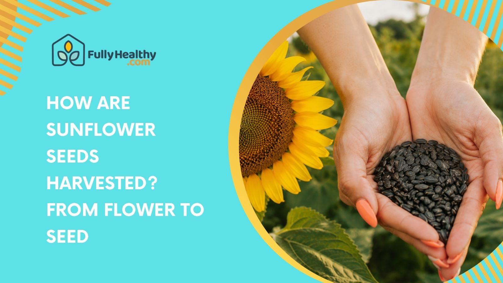 How Are Sunflower Seeds Harvested? From Flower to Seed