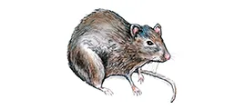 Easy 1-2-3 Steps to Rodent Control
