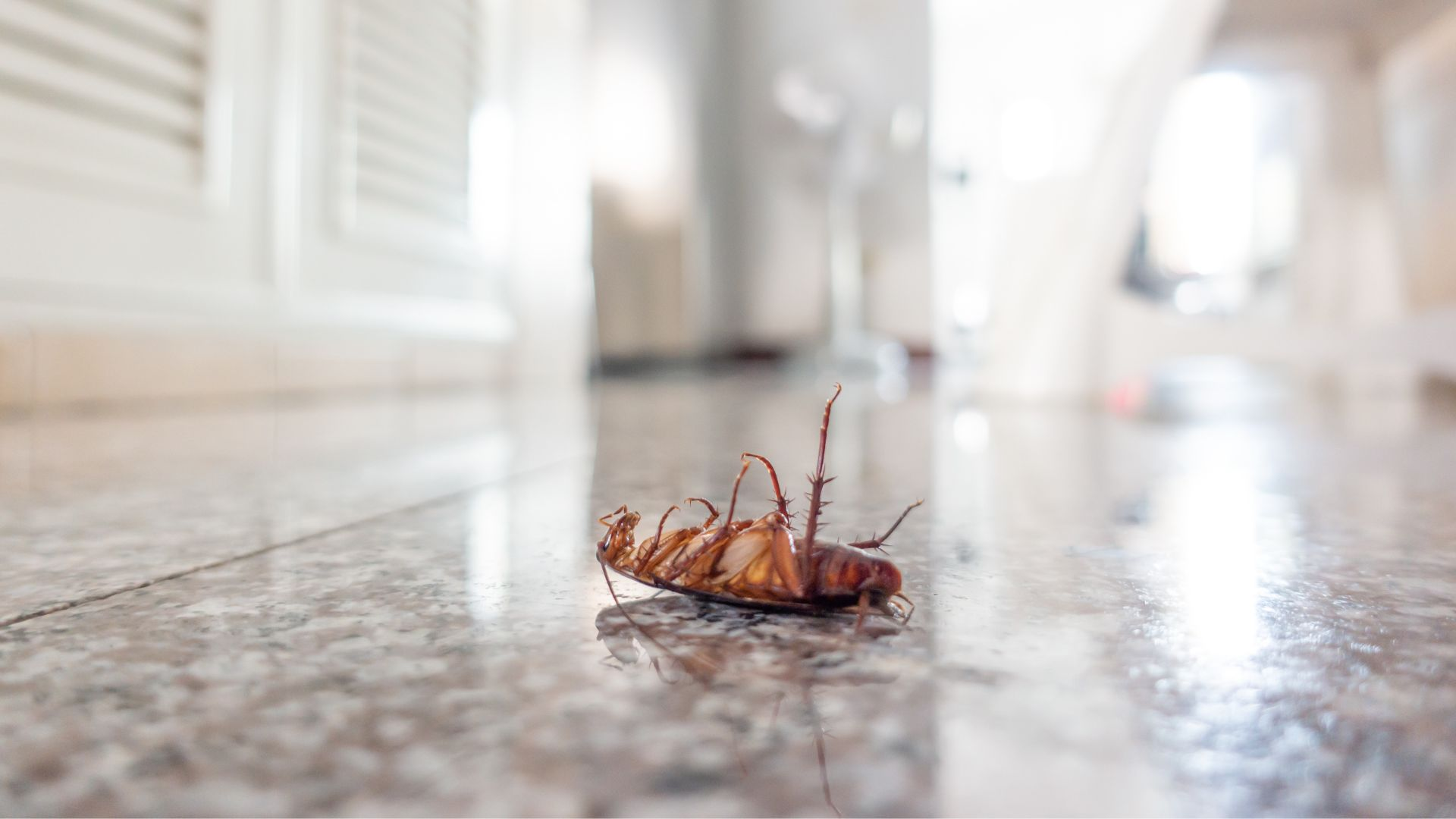 How to Get Rid of Bugs in the Kitchen