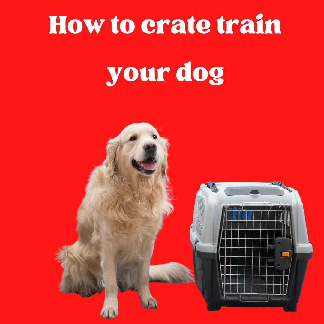 Why "Keeping dog in cage all day" is a terrible idea DailyBark