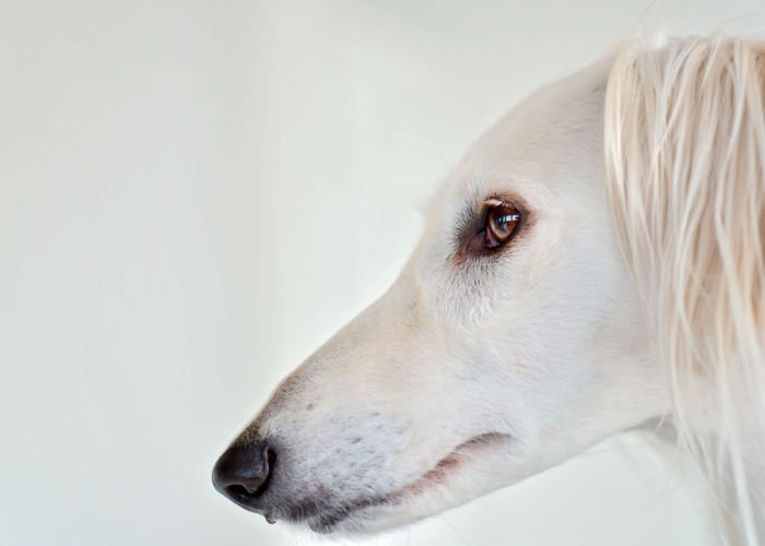 White Saluki dog in closeup