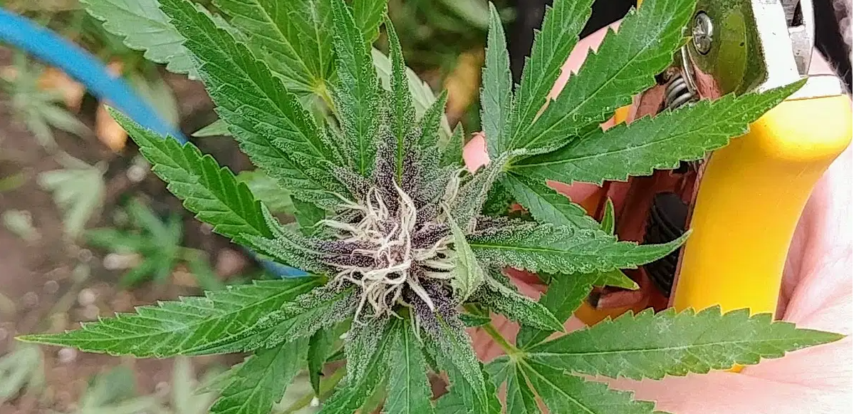 Powdery mildew is a common fungal infection affecting both home and commercial cannabis cultivation, requiring proper prevention and management techniques.