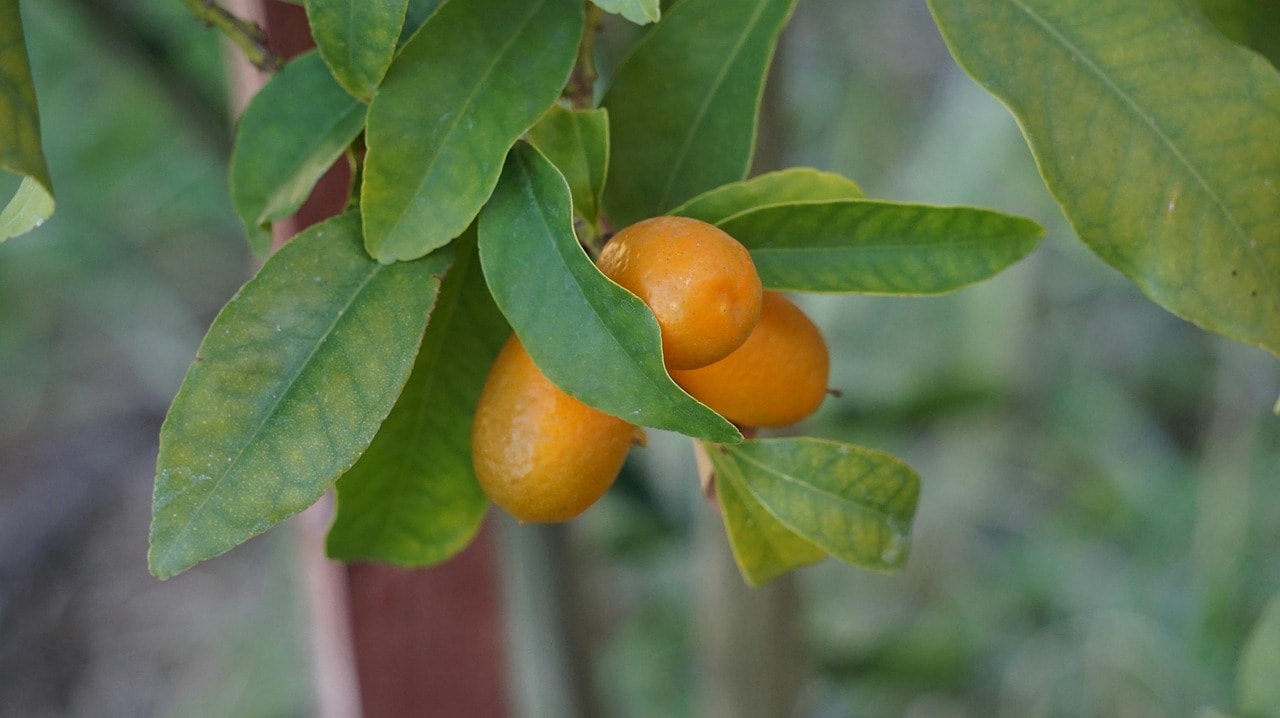 Kumkwat - oryginalny, nietypowy smak